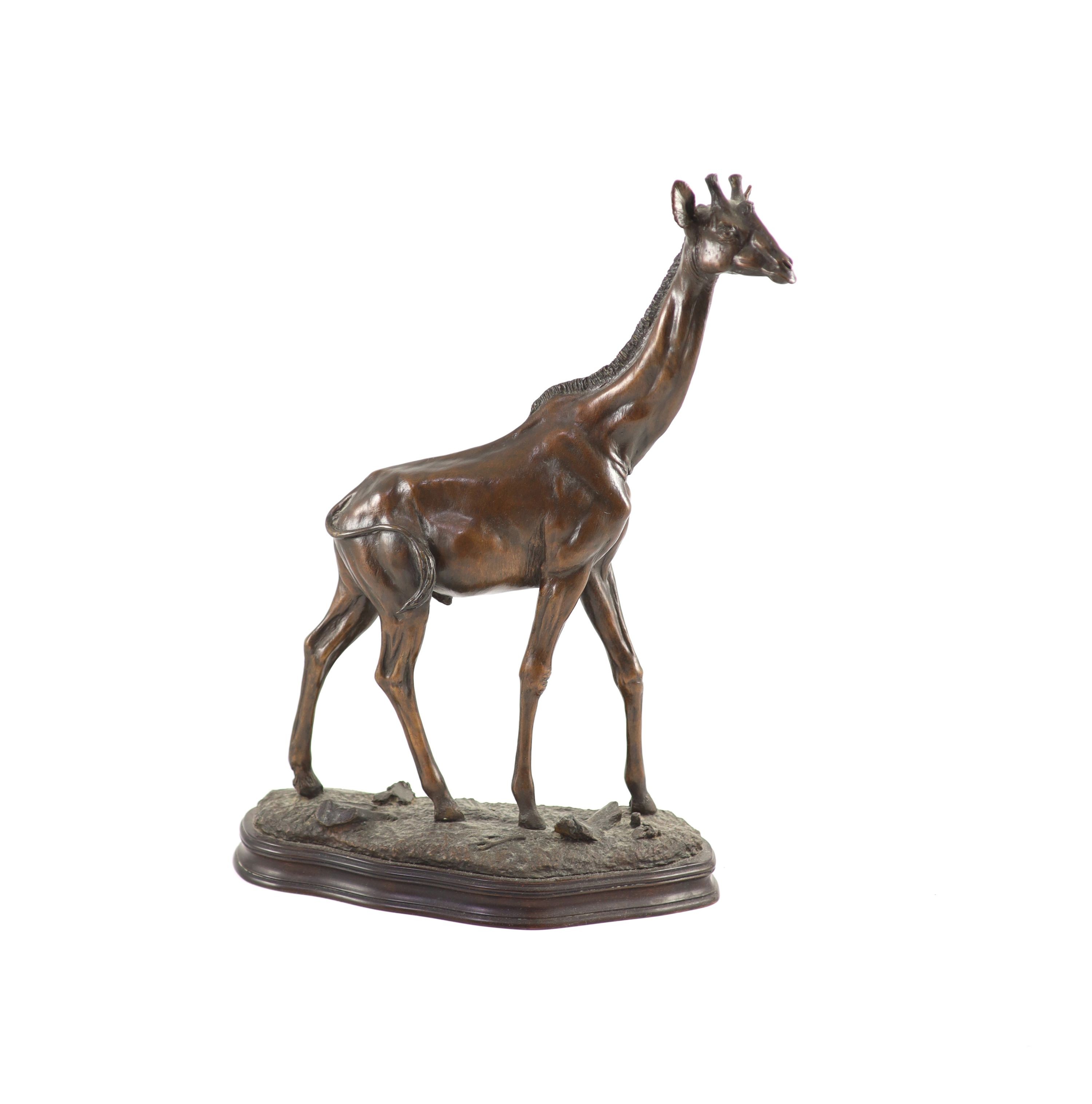 Tim Nicklin. A bronze model of a giraffe, width 30cm height 43cm